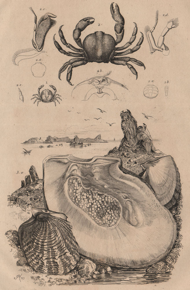 SEALIFE. Pinnothères (pinnotheres crabs). Pintadine (Pinctada/Mother Pearl) 1834
